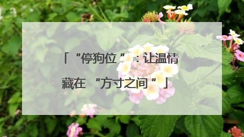 “停狗位 ”：让温情藏在 “方寸之间 ”